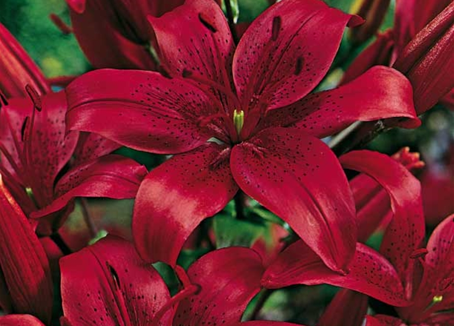 Asiatische Lilien Grün Erleben Blumenzwiebeln Grün Erleben Baumer