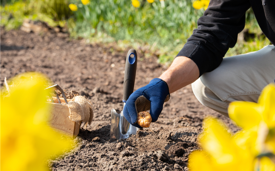 Blumenzwiebel für den Frühling - Pflanz dir Freude Blumenzwiebel für den Frühling - Pflanz dir Freude