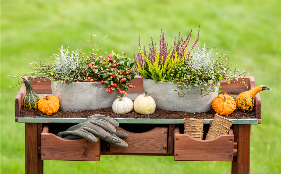 Das große Finale im Garten - Hallo Herbst Das große Finale im Garten - Hallo Herbst