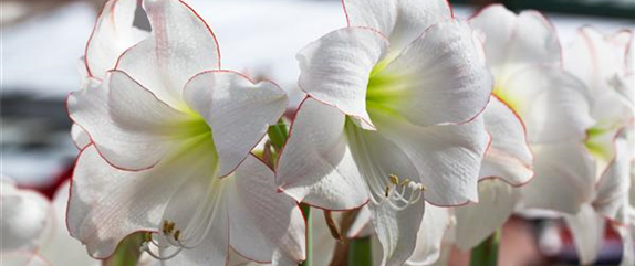 AMARYLLIS