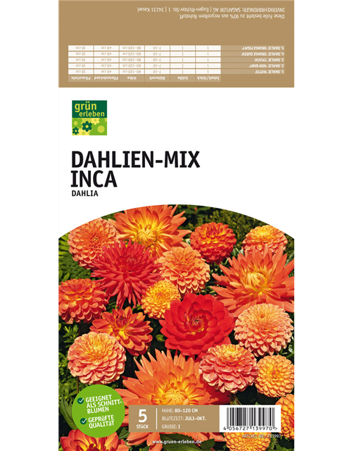 Dahlien-Mix Inca