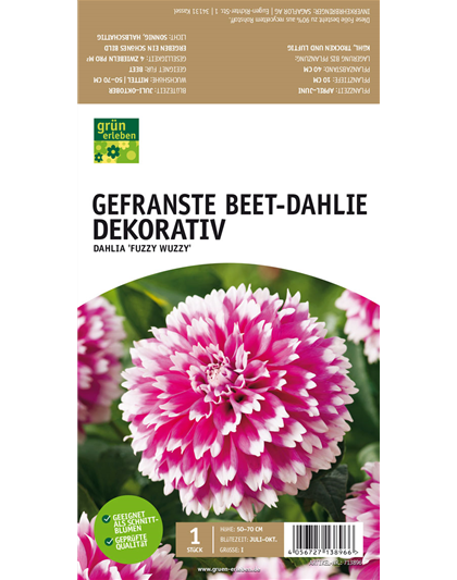 Beet-Dahlie Gefranst