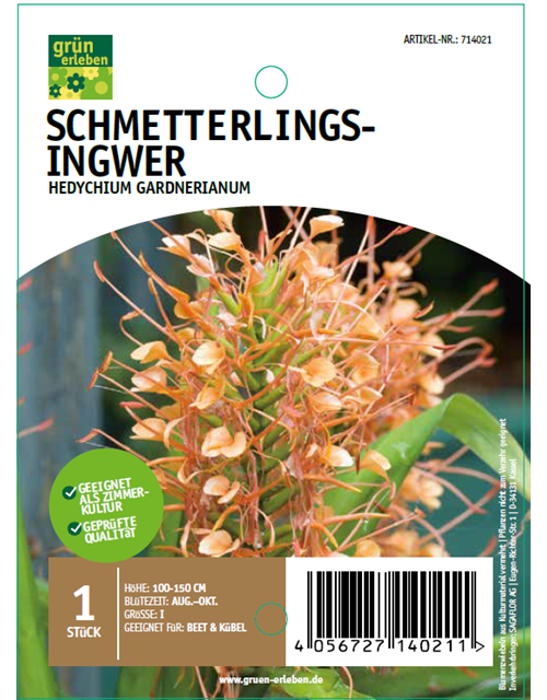 Schmetterlings-Ingwer