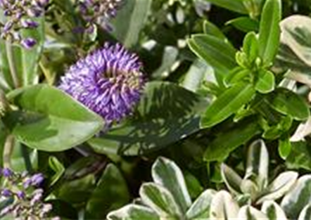 Strauchveronika Strauchveronika