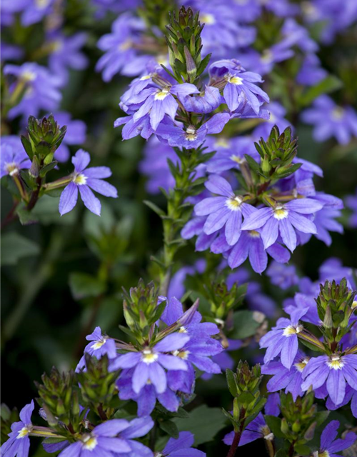 Scaevola aemula