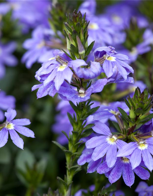 Scaevola aemula