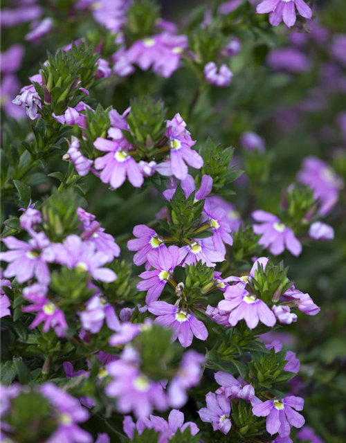 Scaevola aemula