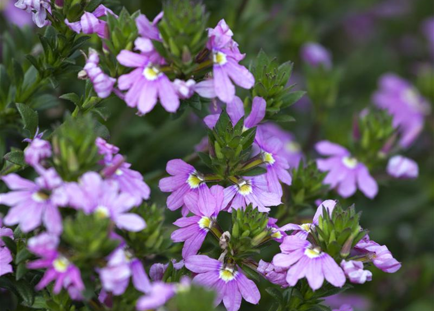 Scaevola aemula