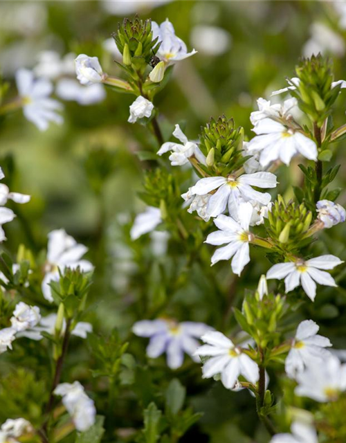 Scaevola aemula