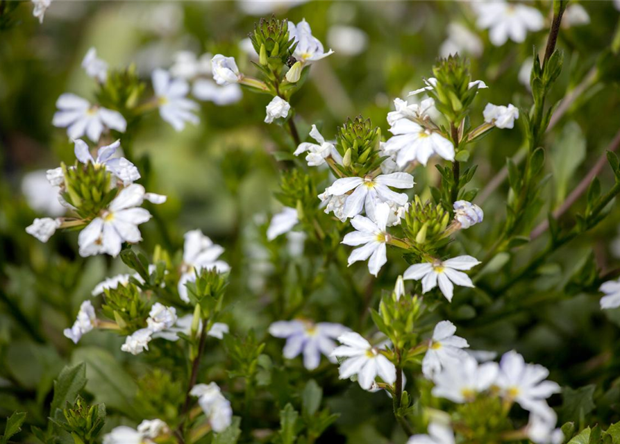 Scaevola aemula