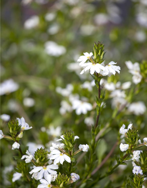 Scaevola aemula