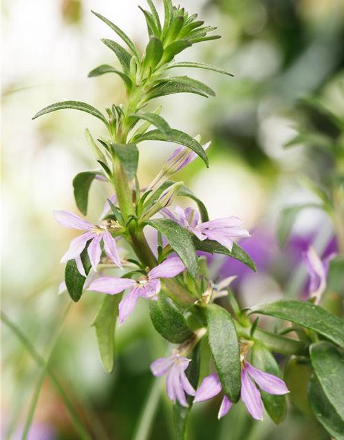 Scaevola aemula