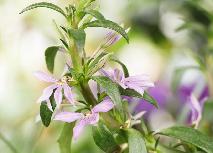 Scaevola aemula