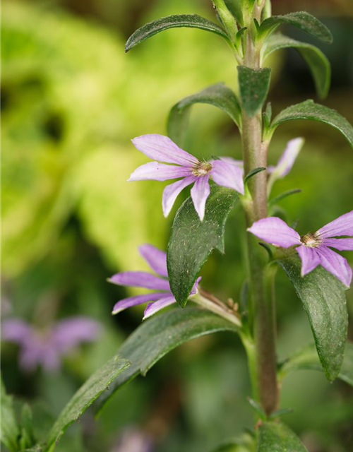 Scaevola aemula