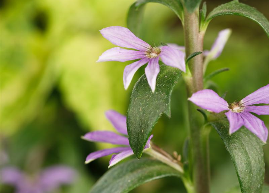 Scaevola aemula