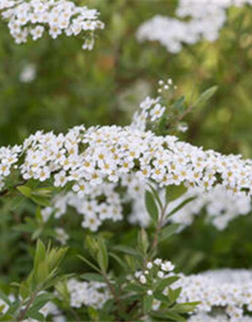 Spirea