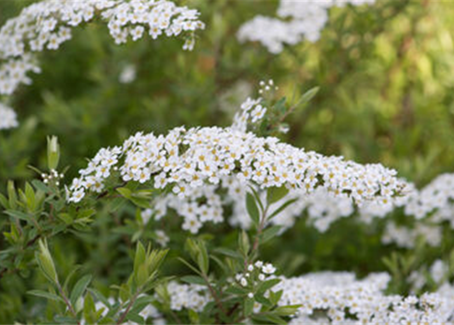 Spirea