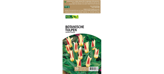 Botanische Kaufmanniana Tulpen