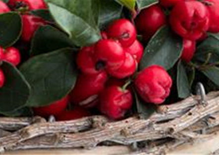 Scheinbeere Scheinbeere