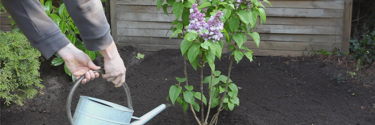 Flieder - Einpflanzen im Garten (thumbnail)