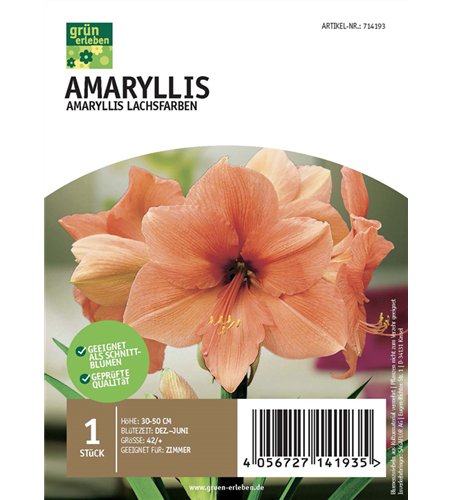 Amaryllis