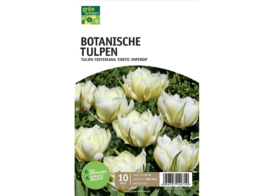 Fosteriana-Tulpen