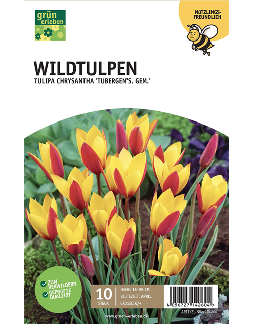 Botan. Wildtulpen