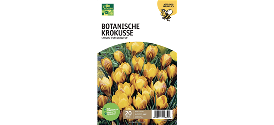 Botanische Krokusse