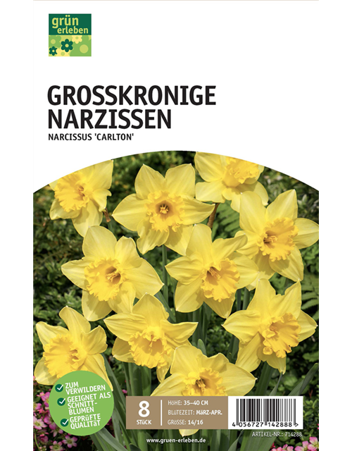 Narzissen großkronig 