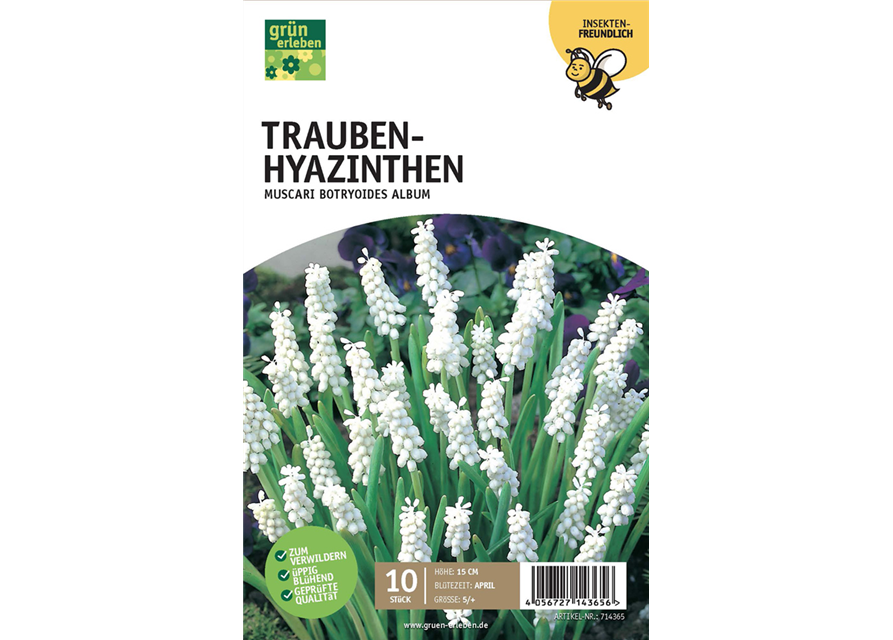 Traubenhyazinthen