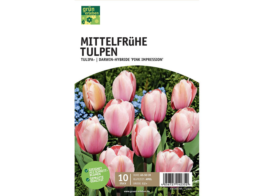 Tulpe Darwin Hybride 