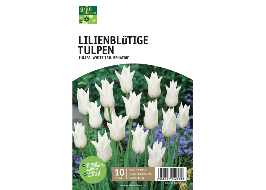 Tulpen lilienblütig 