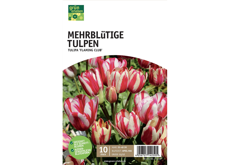 Tulpen mehrblütig 