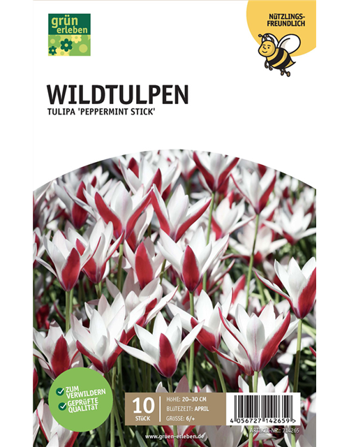 Wildtulpen 