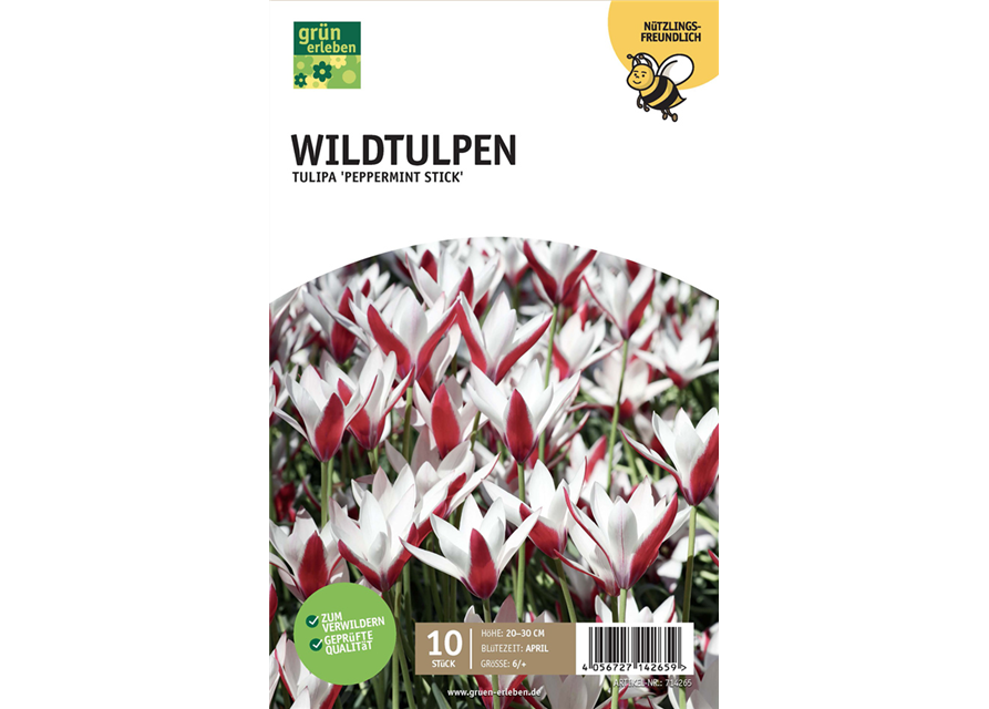 Wildtulpen 