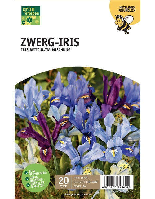 Zwerg Iris 