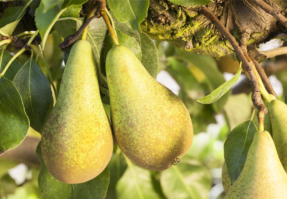 OBSTGARTEN FÜR KINDER