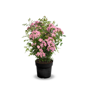 Strauchrose Rosy Boom®