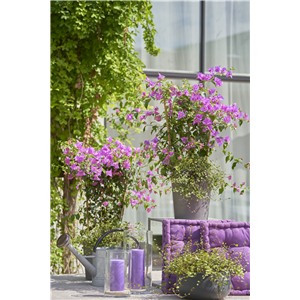 Pflanze des Monats Mai: Bougainvillea