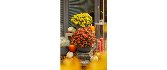 BLüTEN FüR DEN HERBSTBALKON!