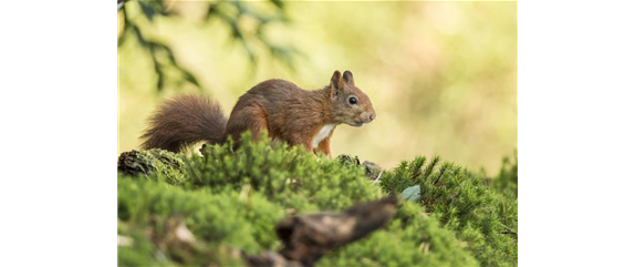 WILDTIERGARTEN!