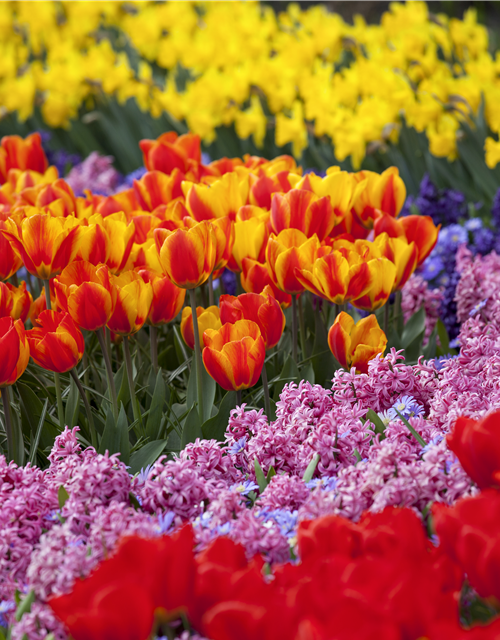 Frühjahrsblumen und ihre Pflege