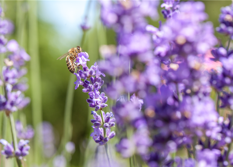 Insektenfreundlicher Garten – Bienen, Schmetterlinge und Co.