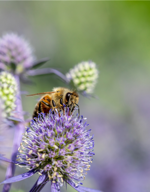 Insektenfreundlicher Garten – Bienen, Schmetterlinge und Co.