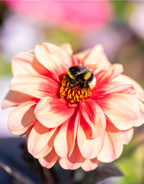 Insektenfreundlicher Garten – Bienen, Schmetterlinge und Co.